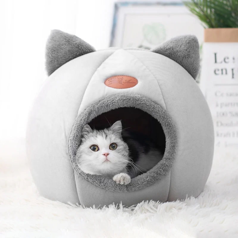 Pet Accessories