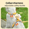 Pet Accessories